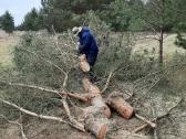 Žolės pjovimas, pievų mulčiavimas ir kt. Klaipėda - nuotraukos Nr. 22