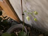 Orchidėja - nuotraukos Nr. 5