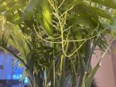 Palmė Dipsis Jungle Flora žydinti! - nuotraukos Nr. 2
