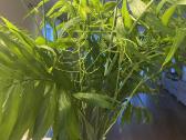 Palmė Dipsis Jungle Flora žydinti! - nuotraukos Nr. 3