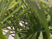Palmė Dipsis Jungle Flora žydinti! - nuotraukos Nr. 4