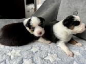 Mini Aussie /Miniatiūrinis amerikos avigan. /Mas - nuotraukos Nr. 7