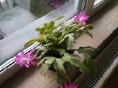 Kaktusas Schlumbergera truncata su vazonu - nuotraukos Nr. 5