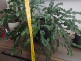 Kaktusas Schlumbergera truncata su vazonu - nuotraukos Nr. 3