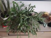 Kaktusas Schlumbergera truncata su vazonu