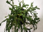 Kaktusas Schlumbergera truncata su vazonu - nuotraukos Nr. 4
