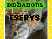 Šiaurės Amerikos didžiaziotis ešerys nelepus Žuvys