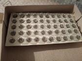 Naujos ussr lempute 13,5v 0,16a kaledine girlianda - nuotraukos Nr. 4