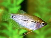 Įv. akvariuminės žuvelės Šiauliuose - nuotraukos Nr. 16