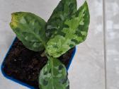 Aglaonema Tricolor - nuotraukos Nr. 34