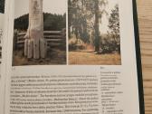 J. Buračas. Kuršių Nerijos Nacionalinis Parkas - nuotraukos Nr. 8