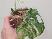 Monstera Frozen Freckles - nuotraukos Nr. 5