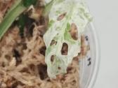 Monstera Frozen Freckles - nuotraukos Nr. 4