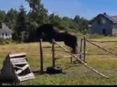 Parduodama arba keičiama pony kumele - nuotraukos Nr. 2
