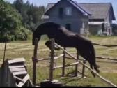 Parduodama arba keičiama pony kumele - nuotraukos Nr. 3