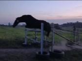 Parduodama arba keičiama pony kumele - nuotraukos Nr. 4