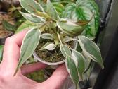 Philodendron Micans Velvet Halo - nuotraukos Nr. 2