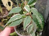 Philodendron Micans Velvet Halo - nuotraukos Nr. 3