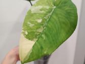 Syngonium Chiapense variegata - nuotraukos Nr. 4