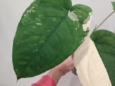 Syngonium Chiapense variegata - nuotraukos Nr. 3