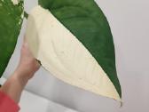Syngonium Chiapense variegata - nuotraukos Nr. 2