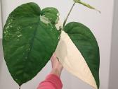 Syngonium Chiapense variegata