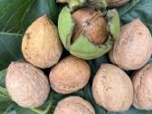 Obelų, kriaušių, slyvų ir kt sodinukai urmu -6 eur - nuotraukos Nr. 36