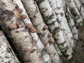 Shiitake grybų rąsteliai (2025 metų) - nuotraukos Nr. 2