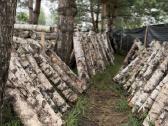 Shiitake grybų rąsteliai (2025 metų) - nuotraukos Nr. 6