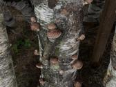 Shiitake grybų rąsteliai (2025 metų) - nuotraukos Nr. 4