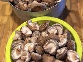Shiitake grybų rąsteliai (2025 metų) - nuotraukos Nr. 7