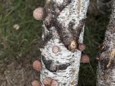 Shiitake grybų rąsteliai (2025 metų) - nuotraukos Nr. 2