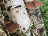 Shiitake grybų rąsteliai (2025 metų) - nuotraukos Nr. 9