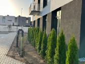 Smaragd tujos – rudens išpardavimas 70-250 cm. - nuotraukos Nr. 8