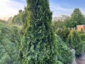 Smaragd tujos – rudens išpardavimas 70-250 cm. - nuotraukos Nr. 12