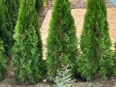 Smaragd tujos – rudens išpardavimas 70-250 cm. - nuotraukos Nr. 14
