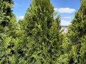 Smaragd tujos – rudens išpardavimas 70-250 cm. - nuotraukos Nr. 7