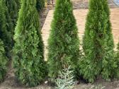 Smaragd tujos – rudens išpardavimas 70-250 cm. - nuotraukos Nr. 9