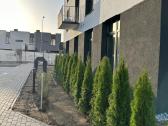 Smaragd tujos – rudens išpardavimas 70-250 cm. - nuotraukos Nr. 10