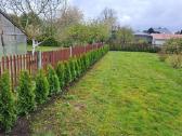 Smaragd tujos – rudens išpardavimas 70-250 cm. - nuotraukos Nr. 11