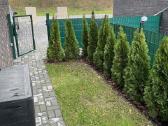 Smaragd tujos – rudens išpardavimas 70-250 cm. - nuotraukos Nr. 12