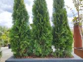 Smaragd tujos – rudens išpardavimas 70-250 cm. - nuotraukos Nr. 13