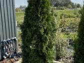 Smaragd tujos – rudens išpardavimas 70-250 cm. - nuotraukos Nr. 14
