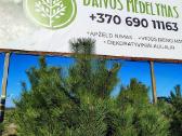 Juodosios pušys nuo 50cm iki 3m aukščio!
