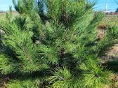 Juodosios pušys – ilgametis grožis 50–250 cm - nuotraukos Nr. 8