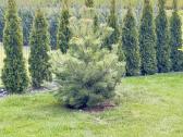Juodosios pušys – ilgametis grožis 50–250 cm - nuotraukos Nr. 9