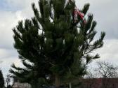 Juodosios pušys – ilgametis grožis 50–250 cm - nuotraukos Nr. 14