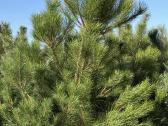 Juodosios pušys – ilgametis grožis 50–250 cm - nuotraukos Nr. 10