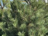 Juodosios pušys – ilgametis grožis 50–250 cm - nuotraukos Nr. 11