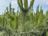 Juodosios pušys – ilgametis grožis 50–250 cm - nuotraukos Nr. 12
